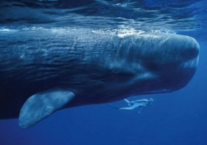 Musique relaxante : le chant des baleines
